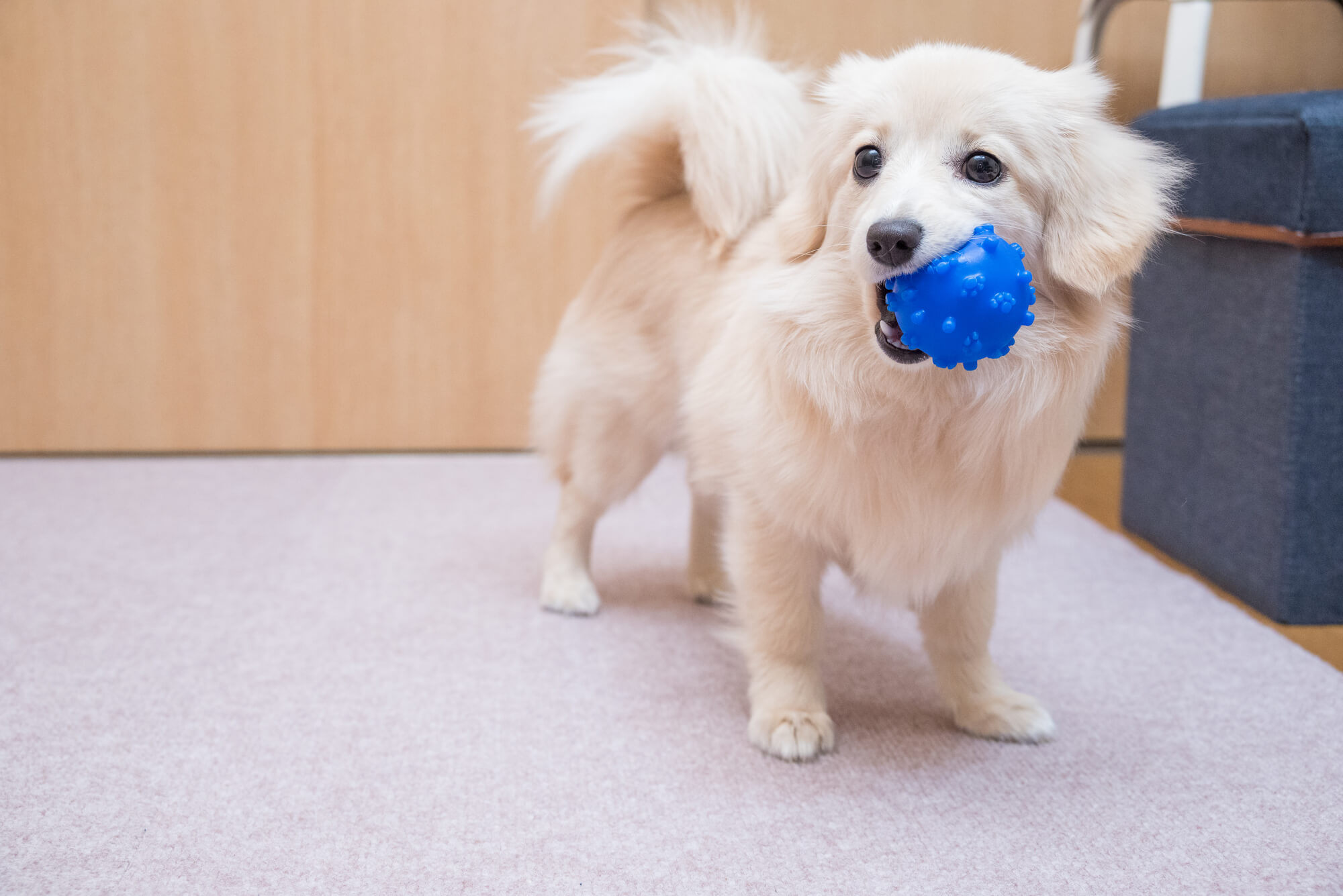 福井の室内ドッグラン特集！雨の日も遊べる施設8選